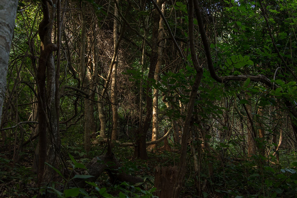 Passing through the dense forests of Bastar during the trek