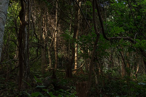 Passing through the dense forests of Bastar during the trek