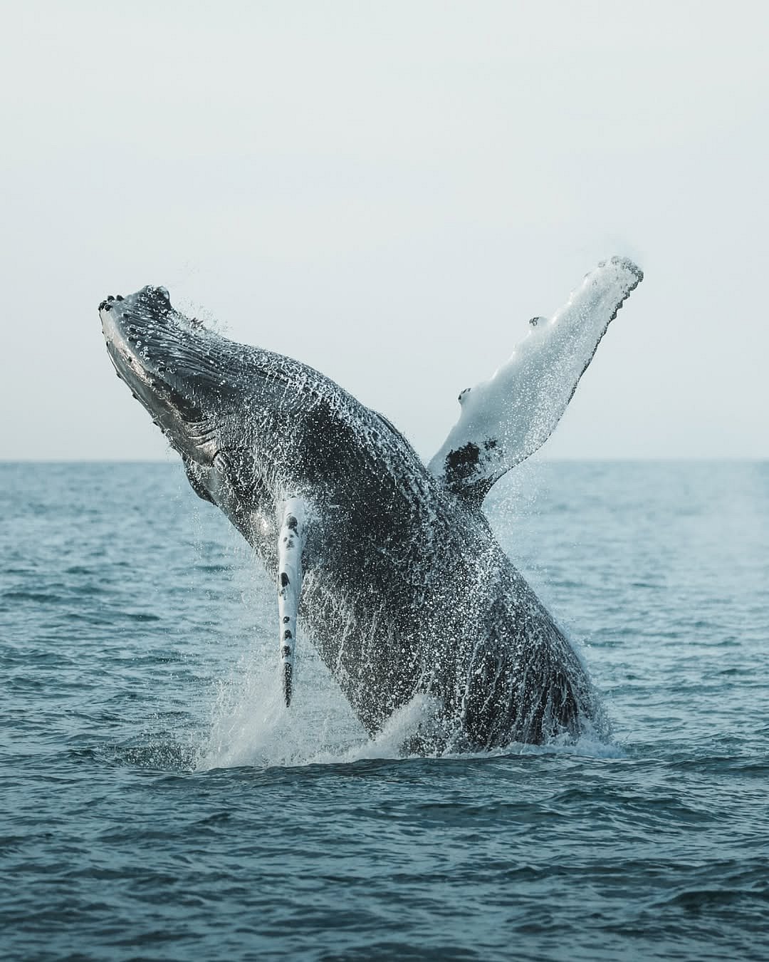 A whale at Husavik, Iceland