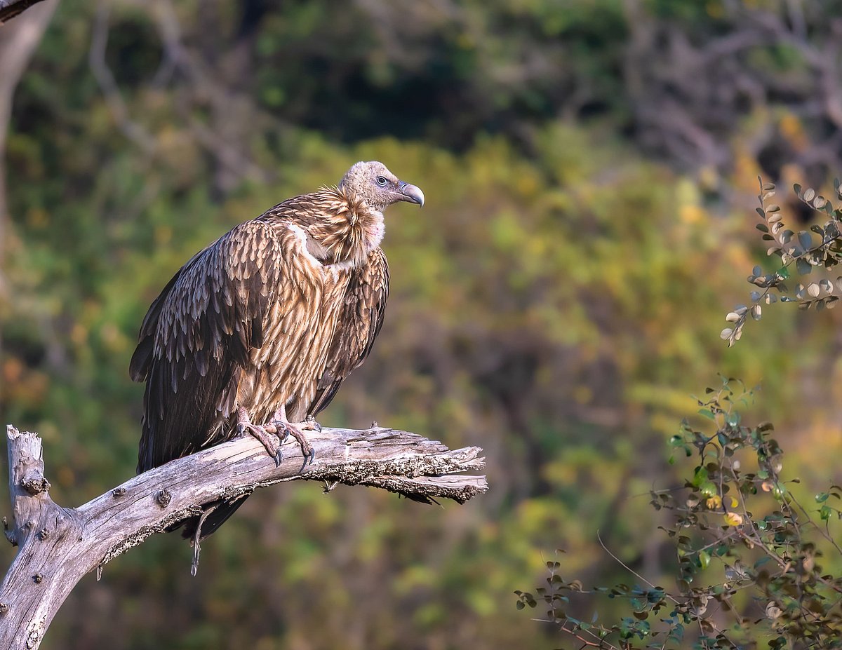 Nearly 100 Himalayan griffons died in a poisoning incident three years ago