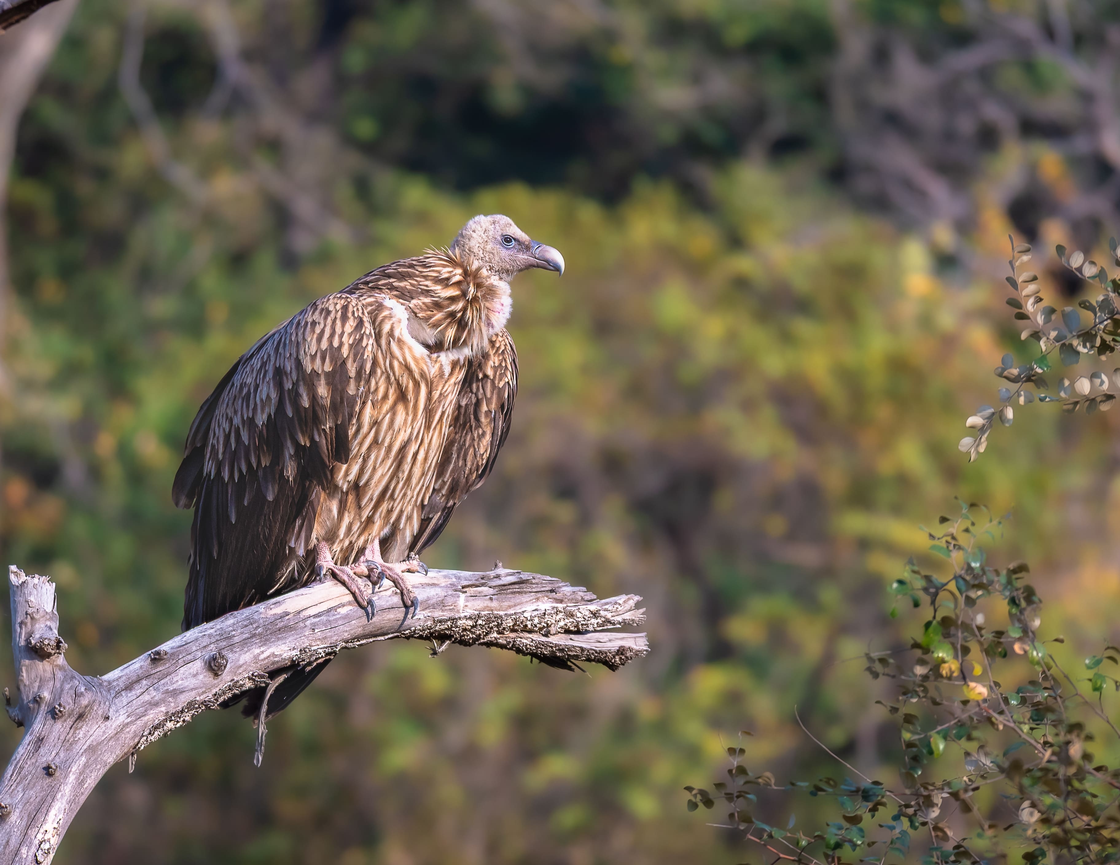 Nearly 100 Himalayan griffons died in a poisoning incident three years ago