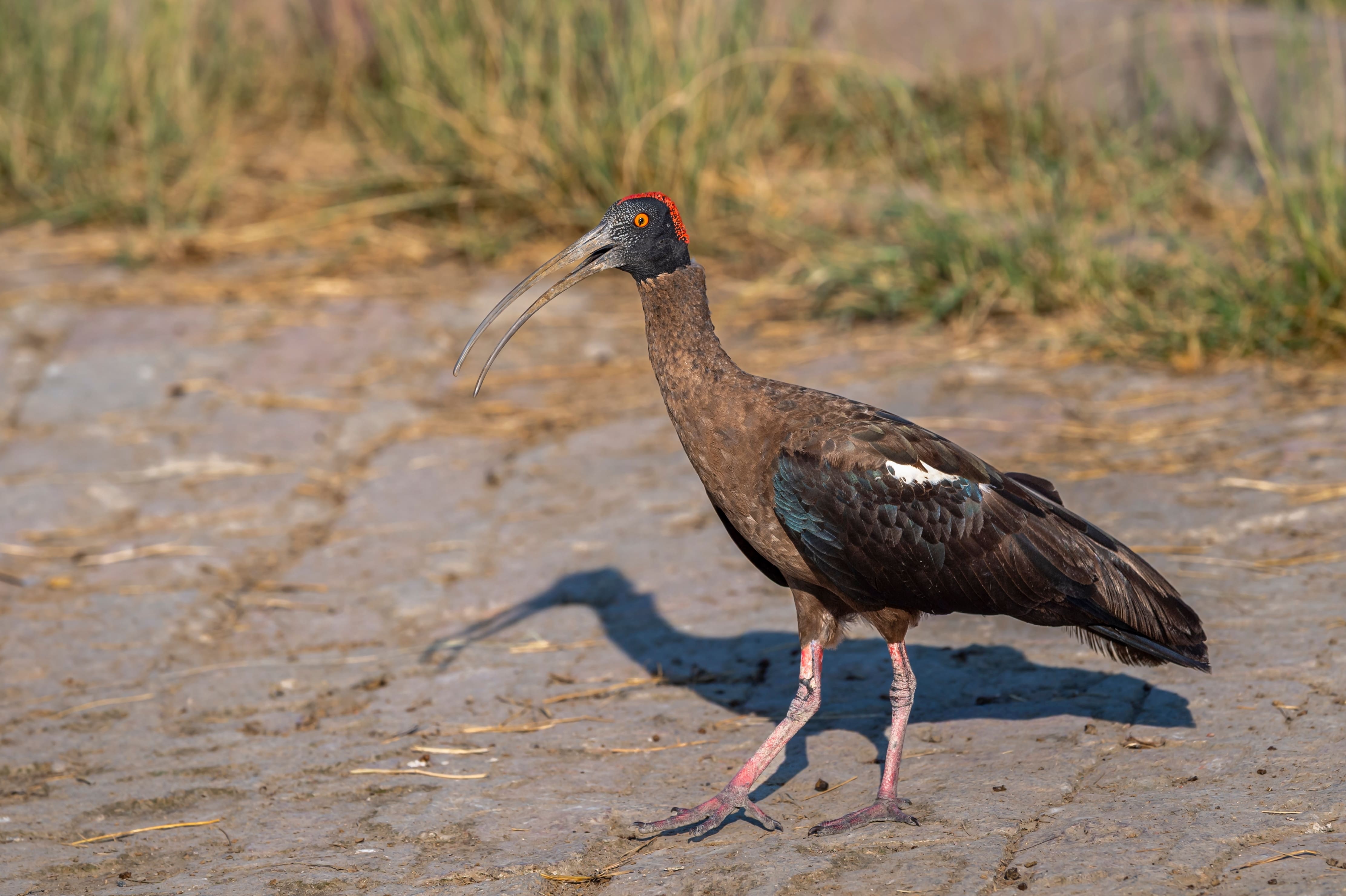 Red-naped ibises can be found in Betla National Park