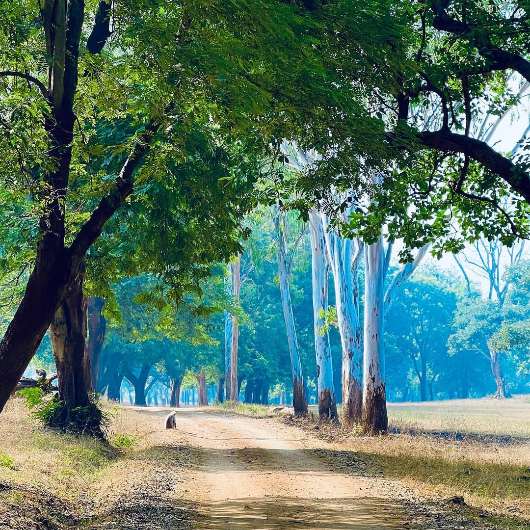 A view of Betla National Park