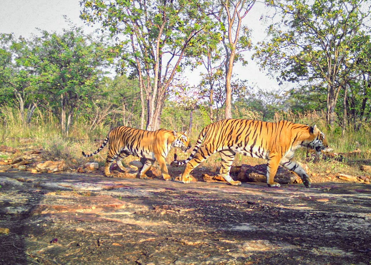 Increasing pilgrim numbers are putting pressure on some tiger reserves