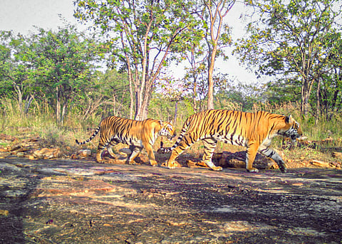 Increasing pilgrim numbers are putting pressure on some tiger reserves