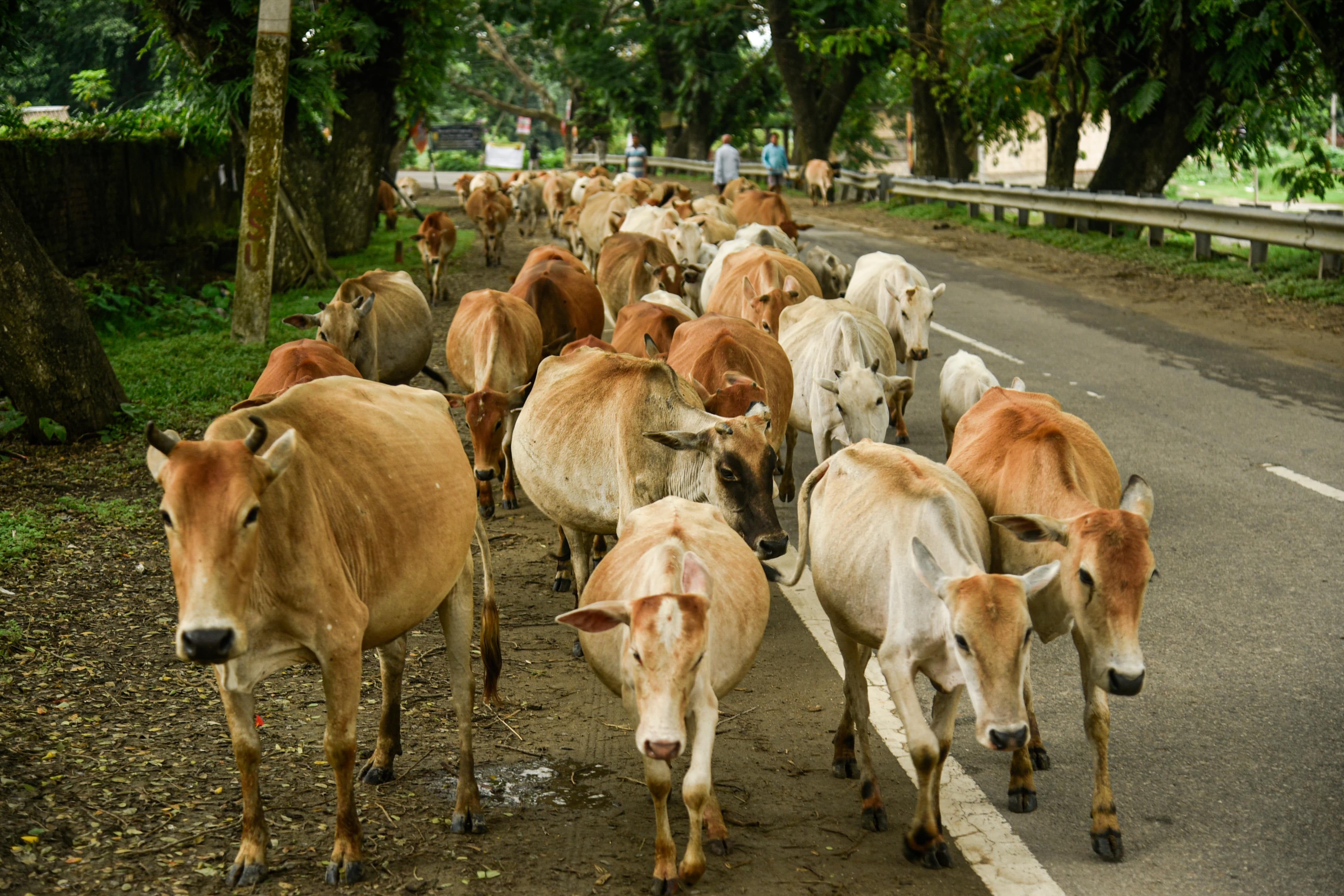 Pesticide applied to livestock carcasses frequently kills the vultures who feed on them