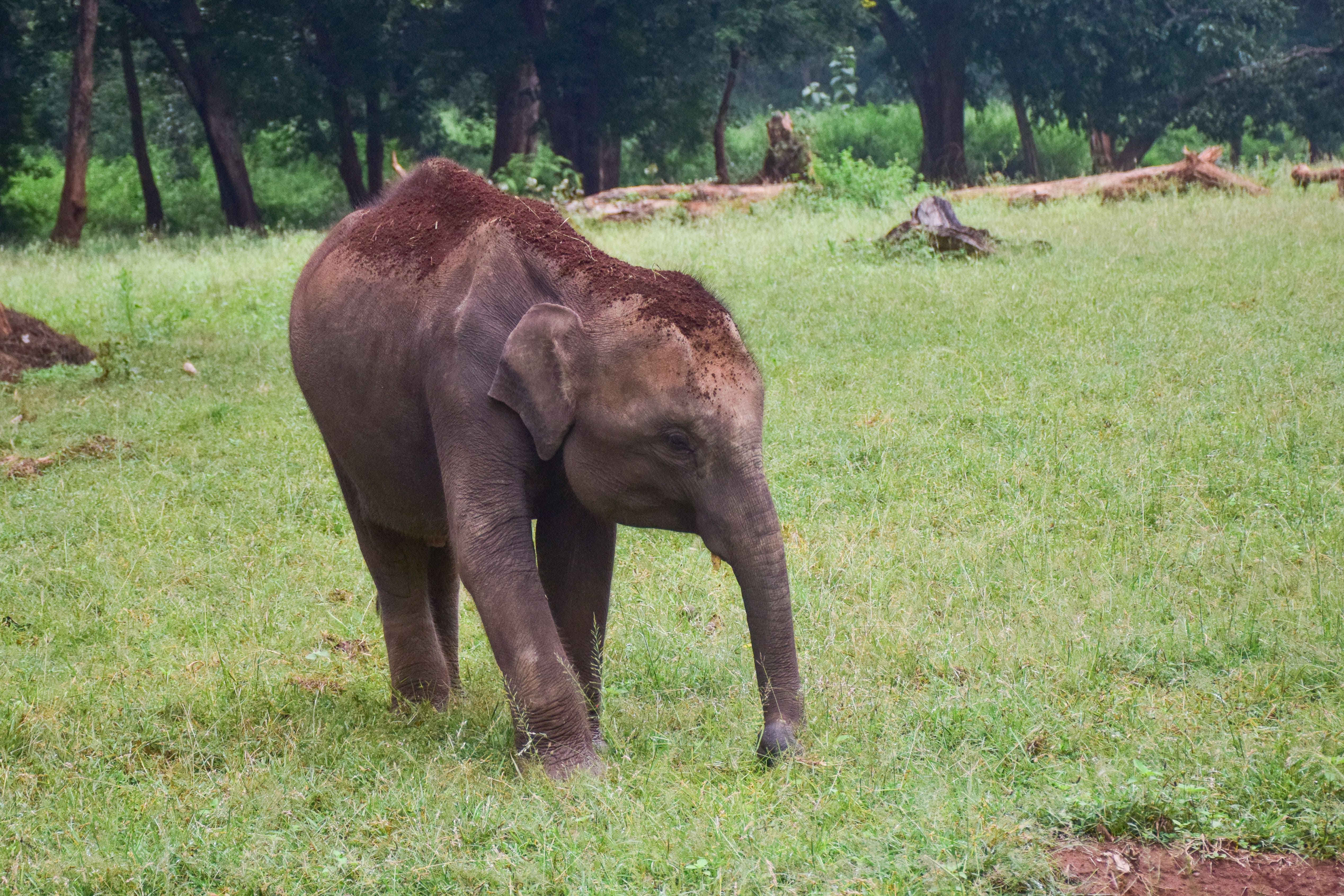 An elephant calf at Betla National Park