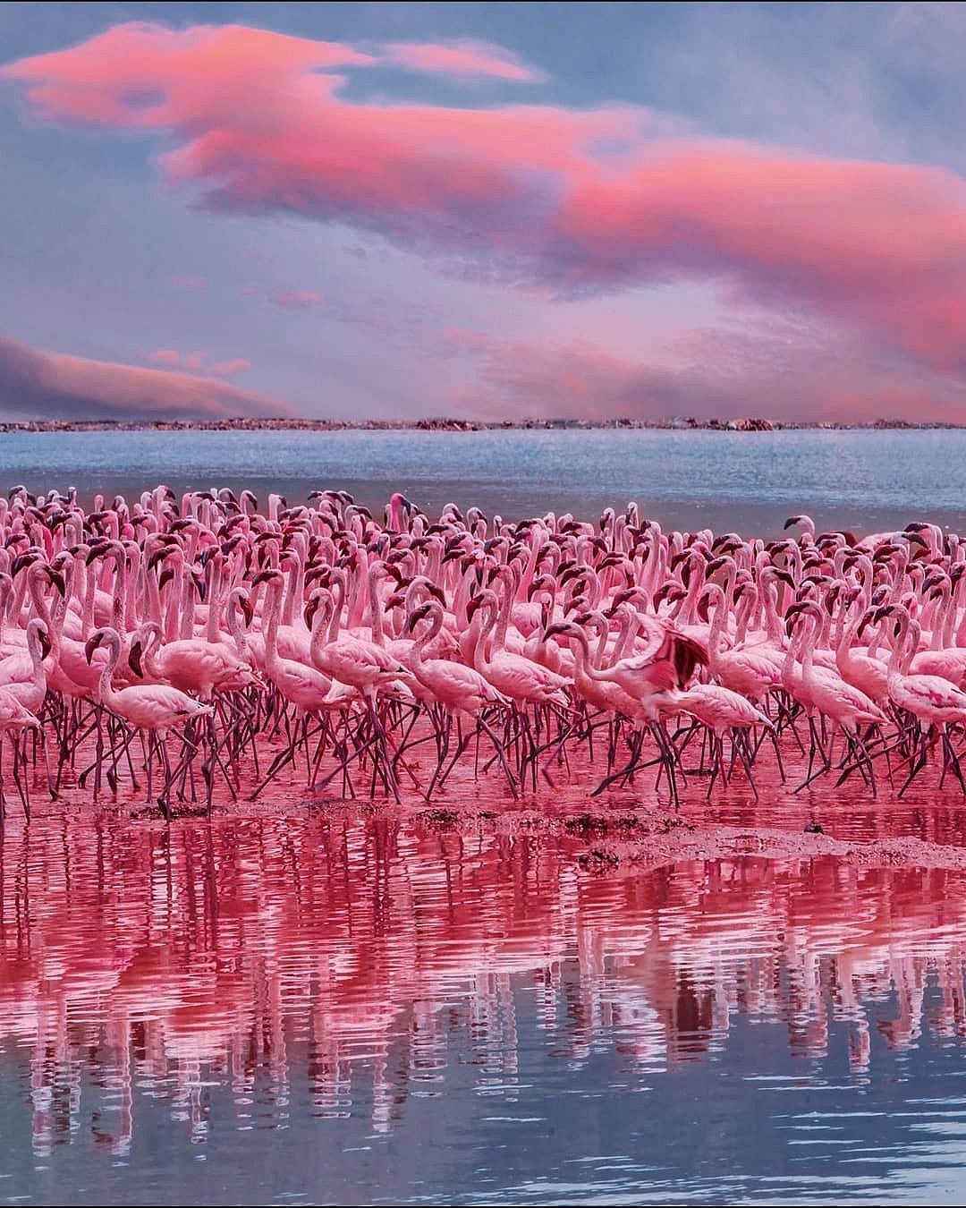 magicalkenya/instagram : Flamingos at Lake Bogoria, Kenya