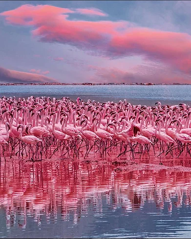 magicalkenya/instagram : Flamingos at Lake Bogoria, Kenya