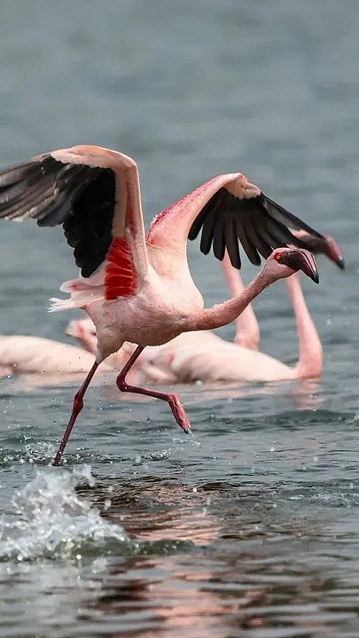At the Thane Creek Flamingo Sanctuary,