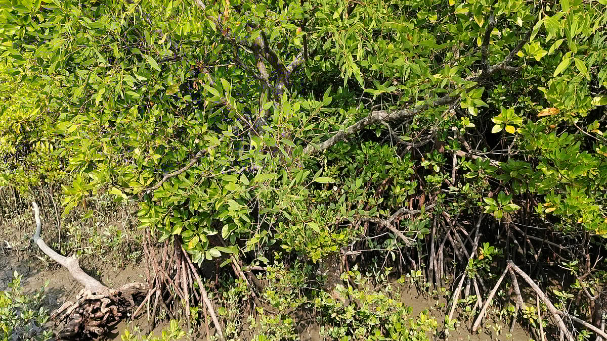 The Sundarban Mangroves