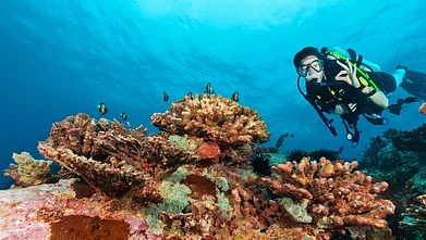 Shutterstock : A diver approaching a coral reef