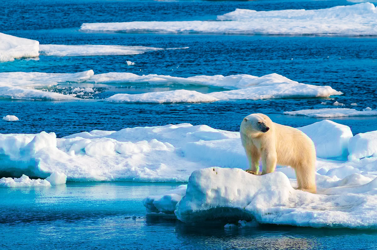 A polar bear in the Arctic Circle