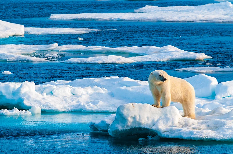 A polar bear in the Arctic Circle