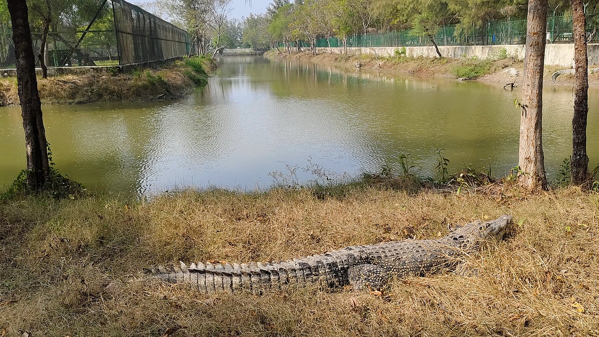 An estuarine crocodile at Sundarbans Wild Animal Park, Jharkhali