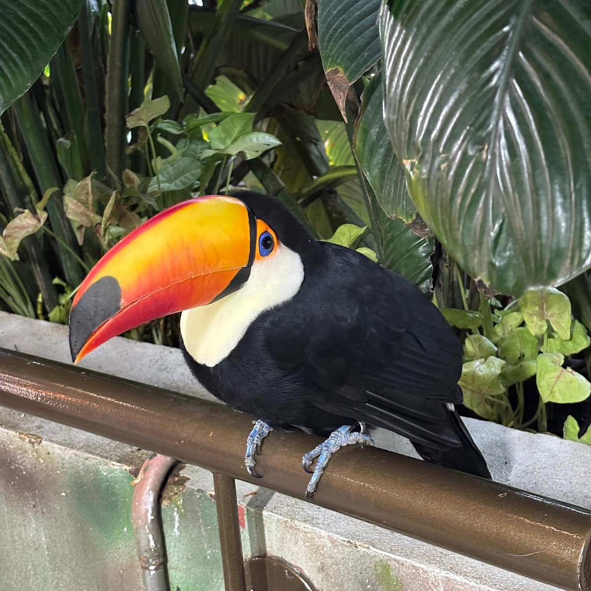 A shot of a Toco Toucan in The Green Planet