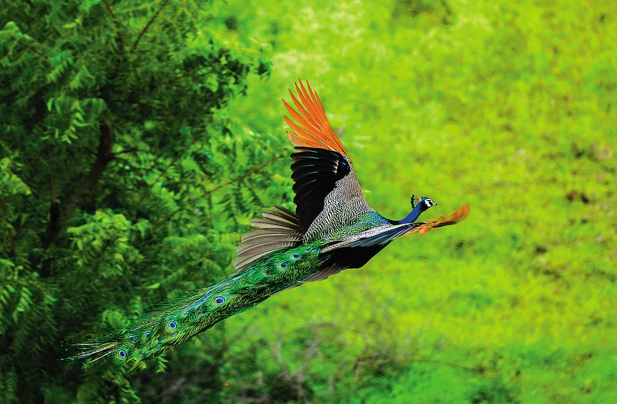 Maharashtra’s wildlife 
sanctuaries shelter a vibrant array of birdlife, from graceful flamingos to majestic peacocks