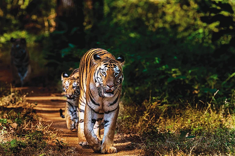 Big cats in their habitat - Shutterstock