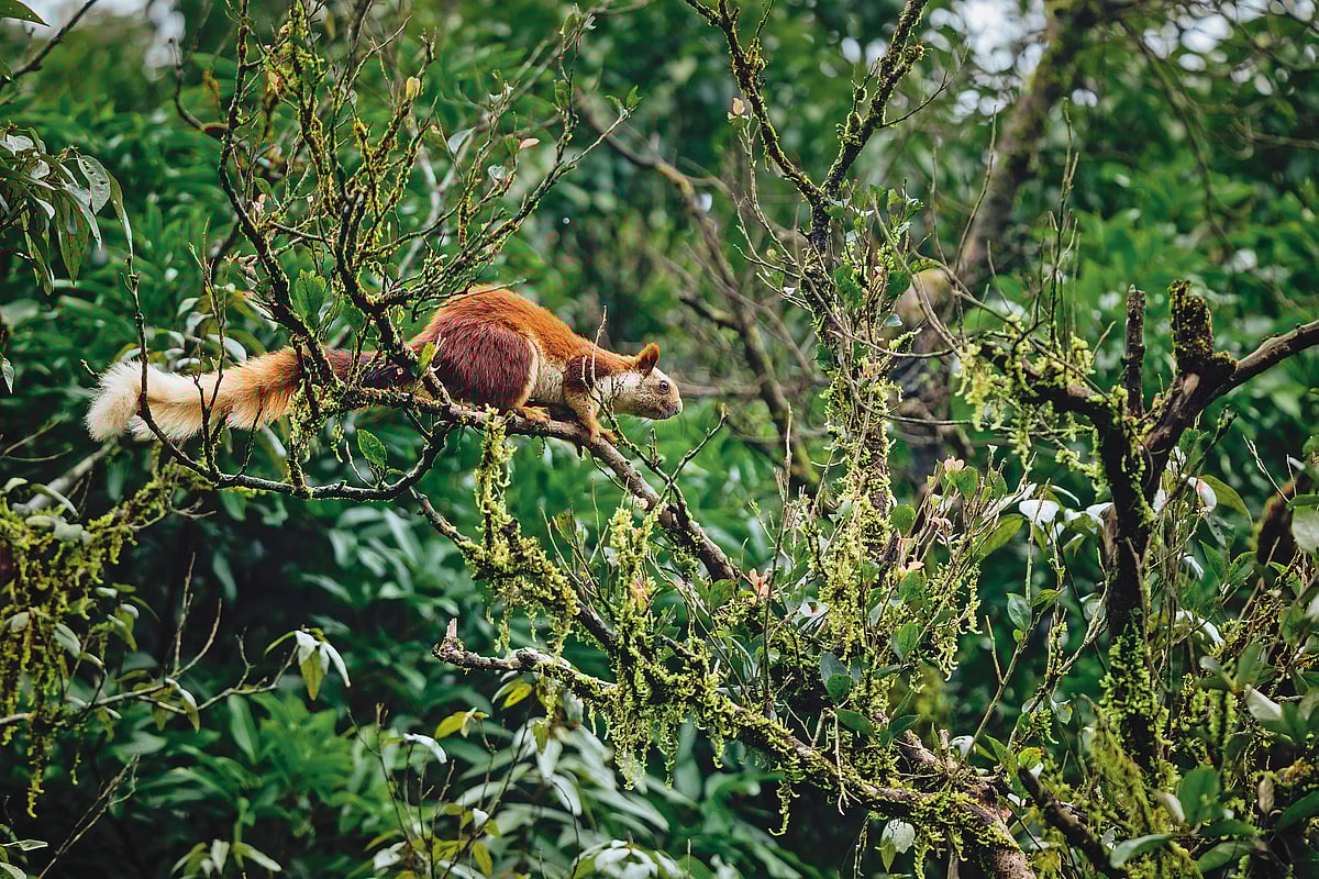  A giant squirrel at Bhimashankar Wildlife Sanctuary