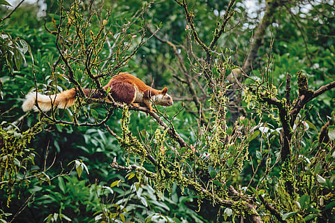  A giant squirrel at Bhimashankar Wildlife Sanctuary
