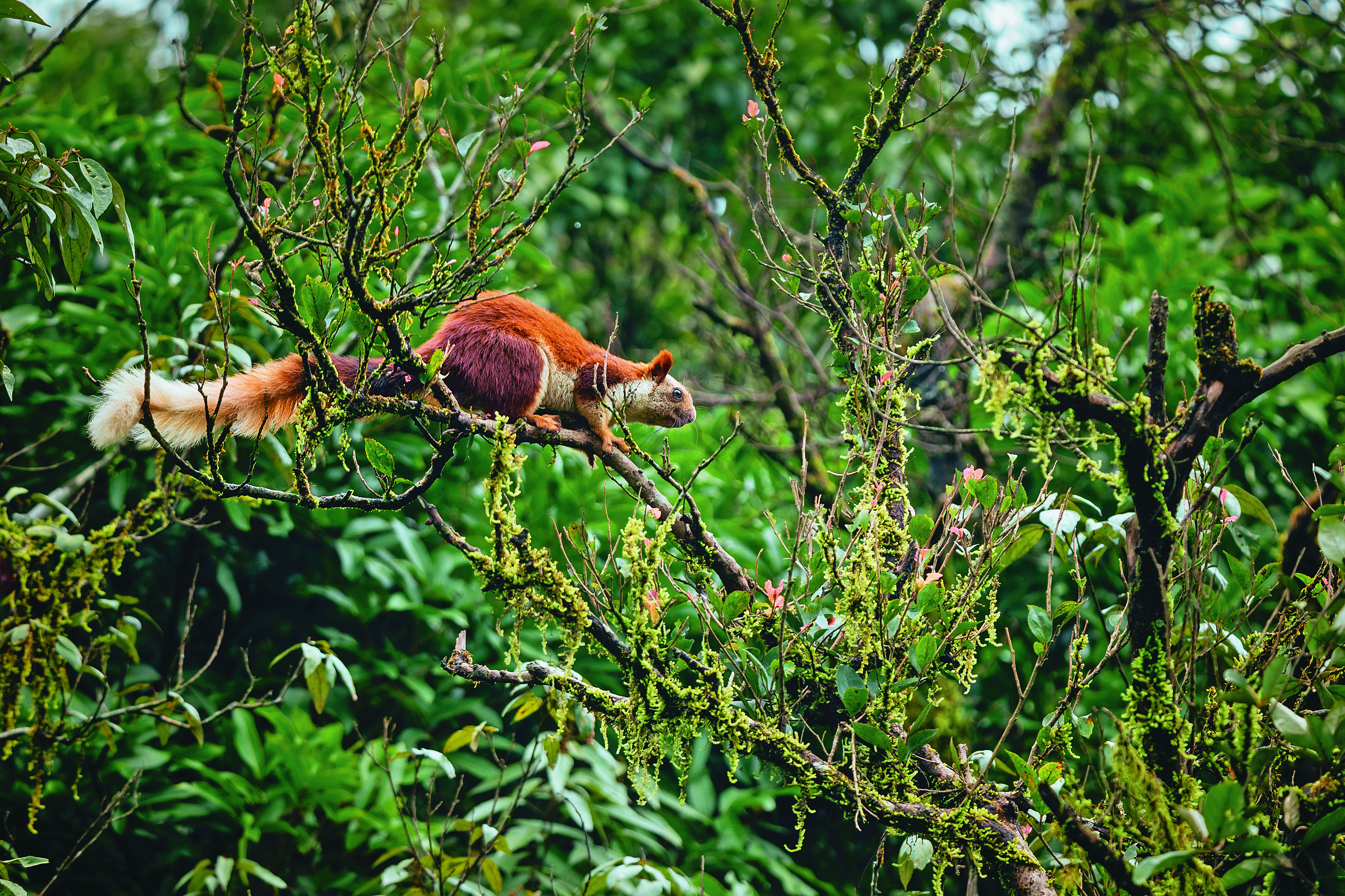 A giant squirrel at Bhimashankar Wildlife Sanctuary