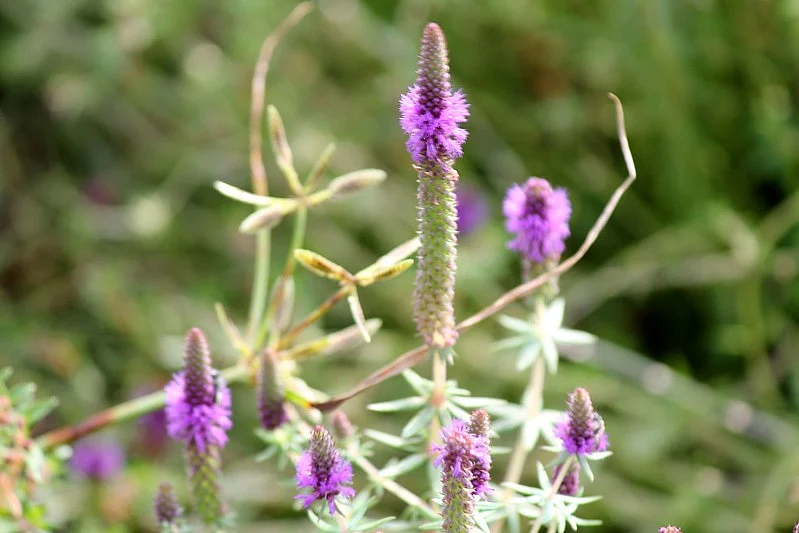 Kaas Plateau is renowned for its stunning seasonal blooming