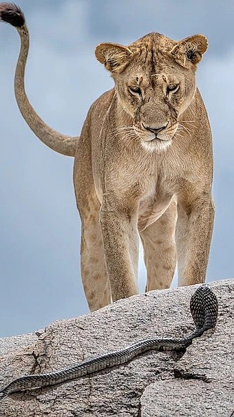 Lion vs Cobra by Gabriella Comi