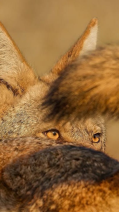 nhm_wpy/instagram
Courtesy: Parham Pourahmad : A shot by Parham Pourahmad