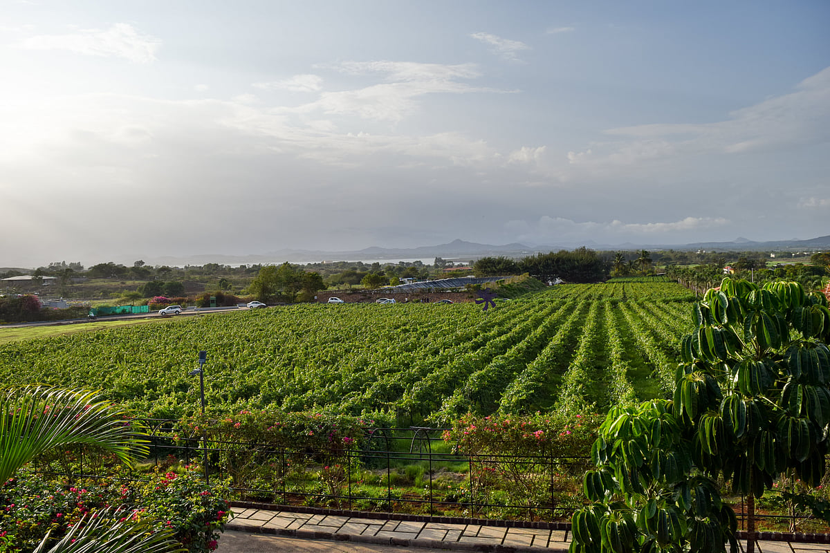 A vineyard in Nashik