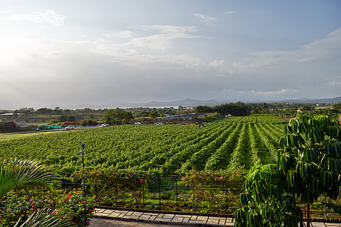 A vineyard in Nashik