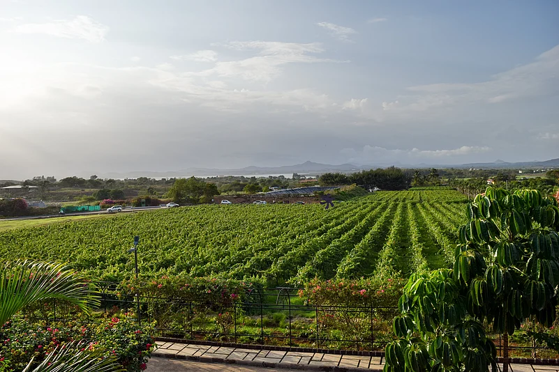 A vineyard in Nashik