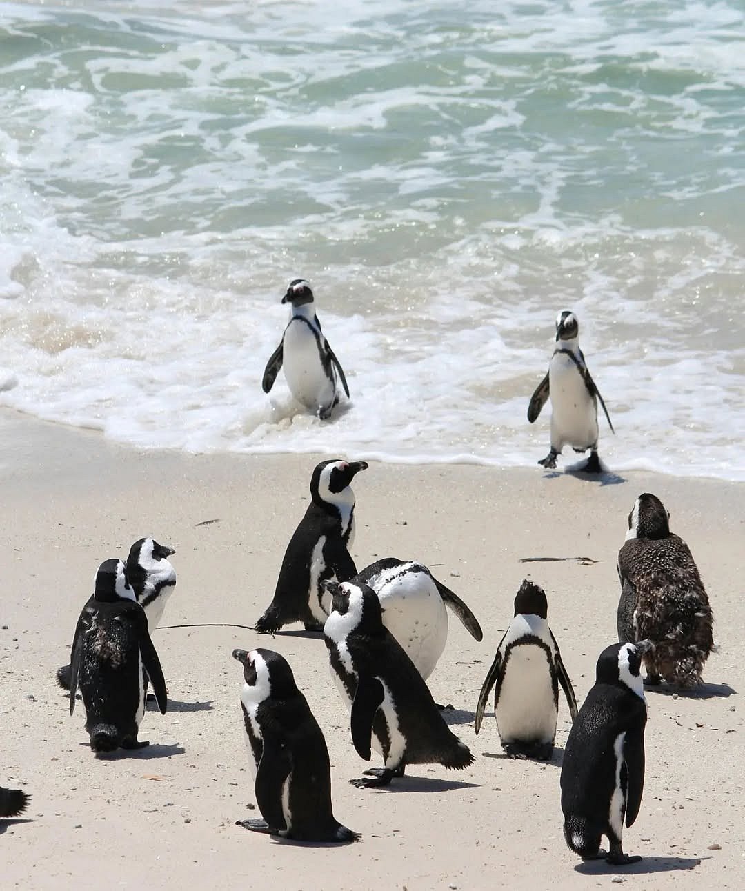 African Penguins at Boulders Beach, South Africa