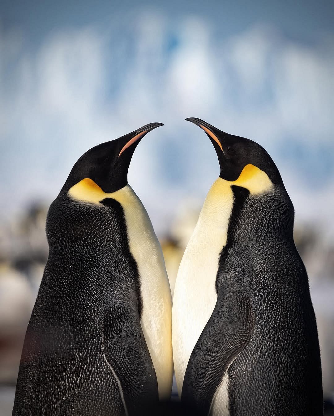 bencallahannn_/instagram : Emperor penguins enjoying each others company