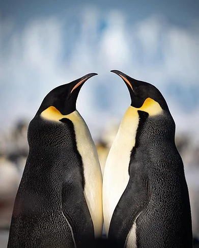bencallahannn_/instagram : Emperor penguins enjoying each others company