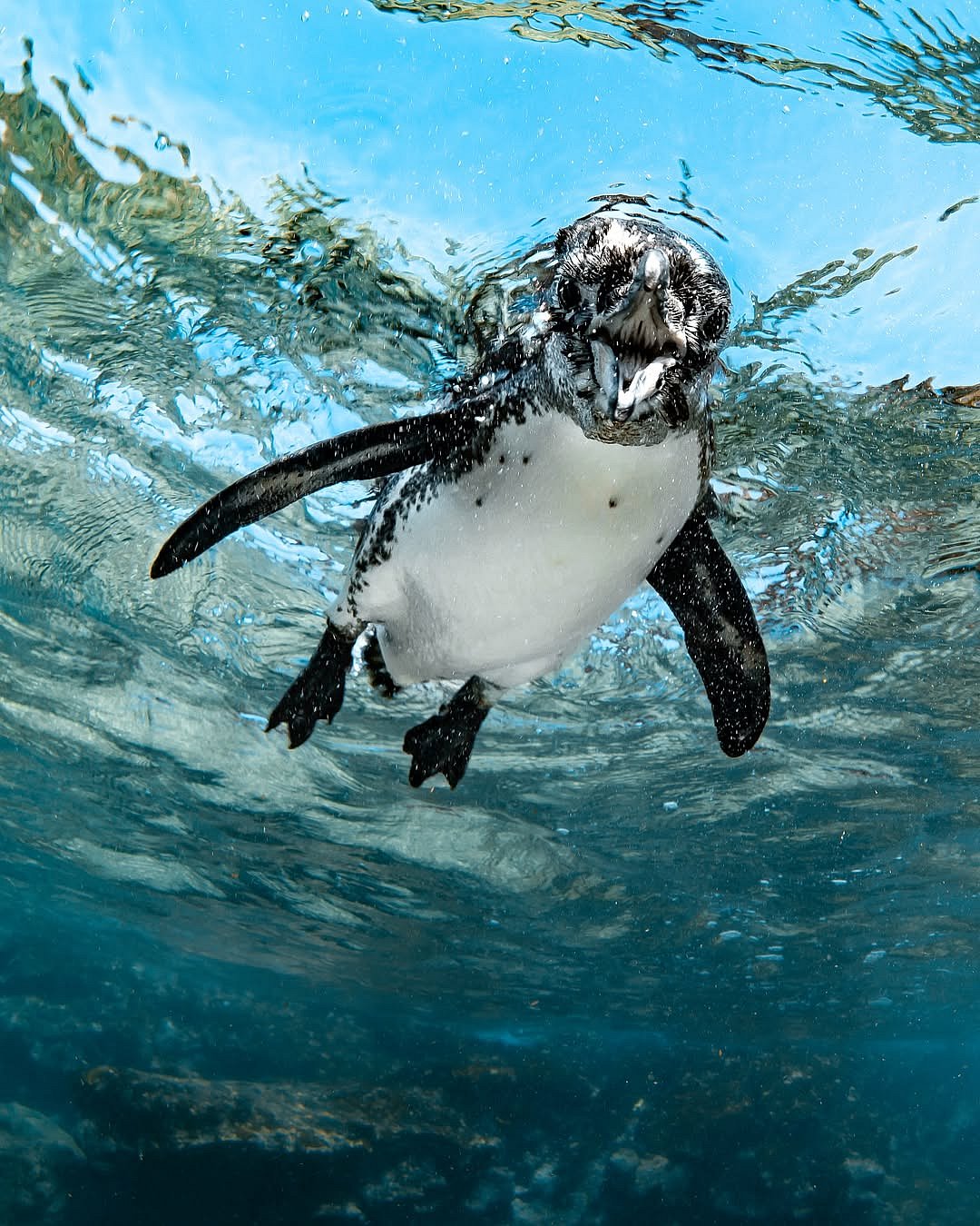 Galápagos Penguin at the Galápagos Islands