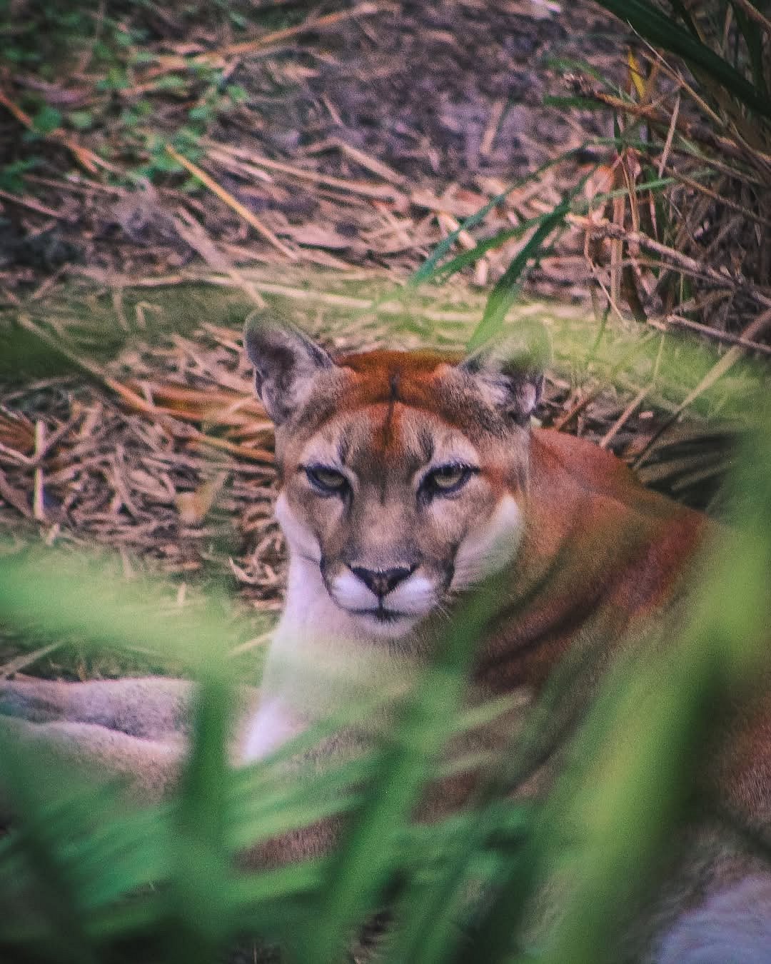 jerrys_wild_life/instagram : A Florida panther in its habitat