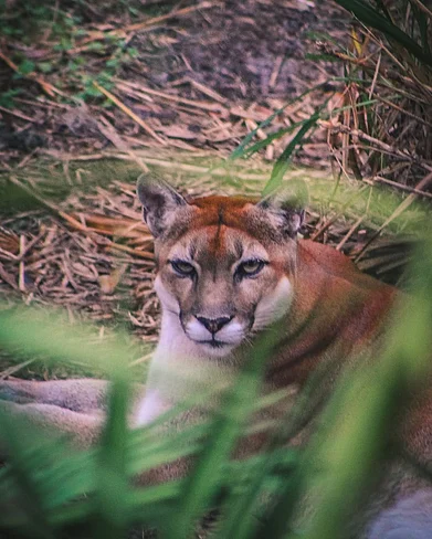 jerrys_wild_life/instagram : A Florida panther in its habitat