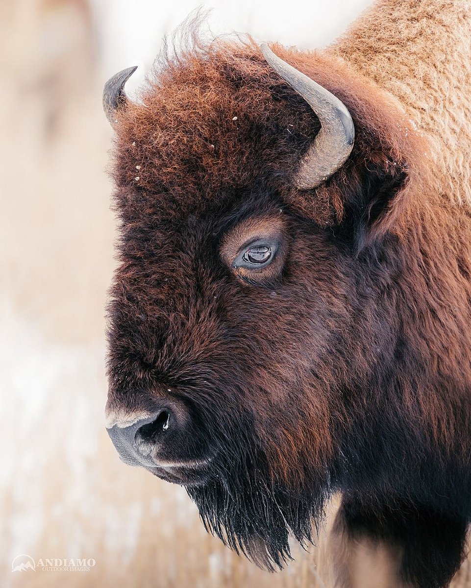 A close-up of an American Bison