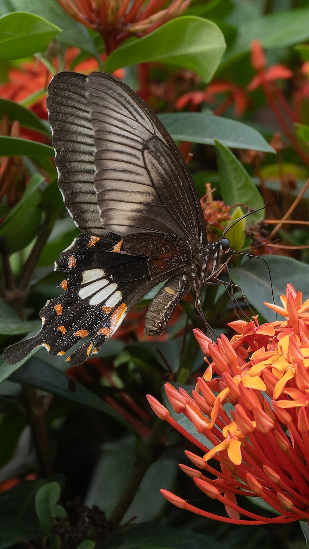 Papilio polytes in Sundarbans National Park