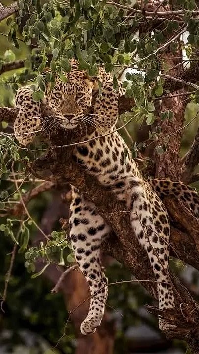 gir_national_park_gujarat/instagram : A leopard at Gir Forest National Park