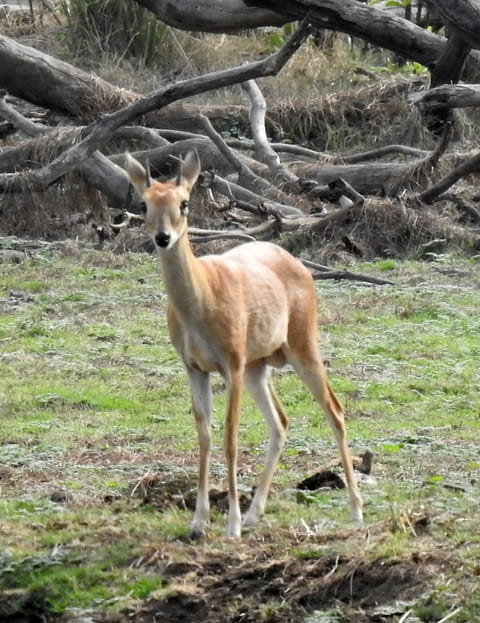 A shot of a Chousingha