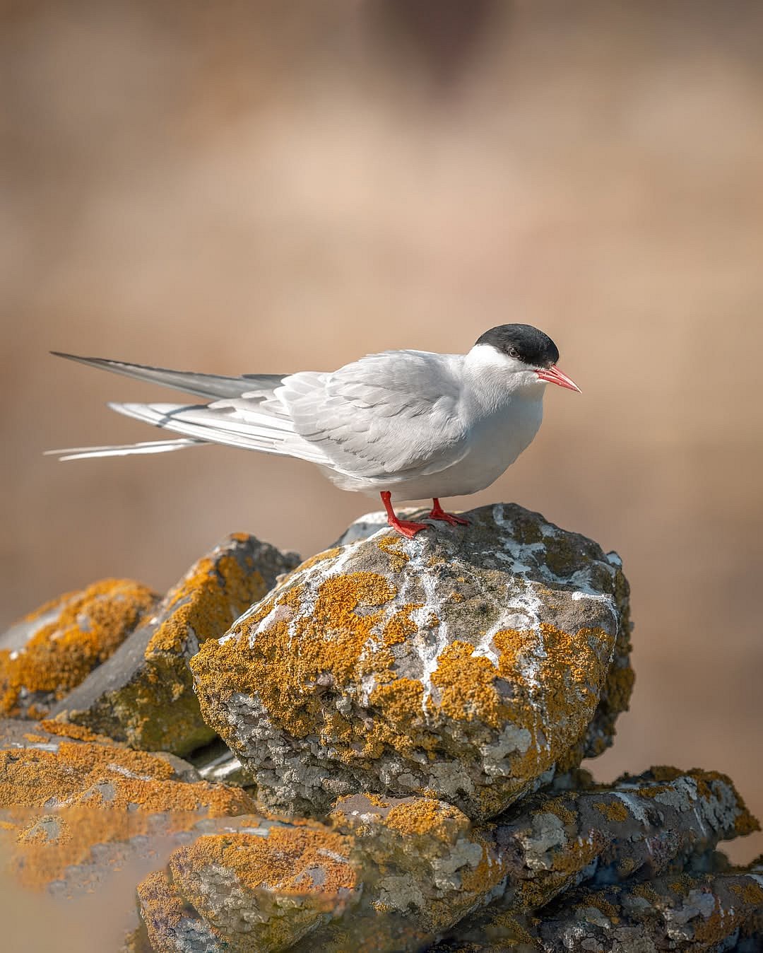 An arctic tern on a rock