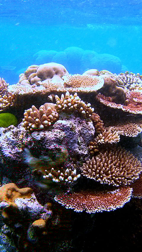 Flynn Reef, part of the Great Barrier Reef