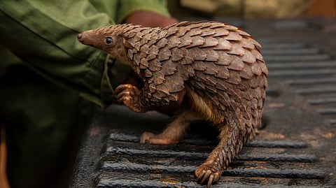 Pangolins, the world’s most trafficked mammals, are critically endangered due to poaching and habitat loss, making their protection vital for biodiversity (representational image)