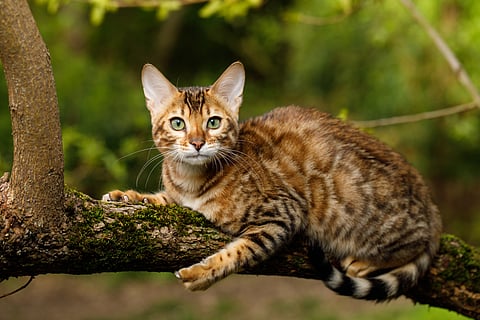 Unlike the elusive rusty-spotted cat, the Bengal cat is more energetic and often ventures into human settlements in search of food