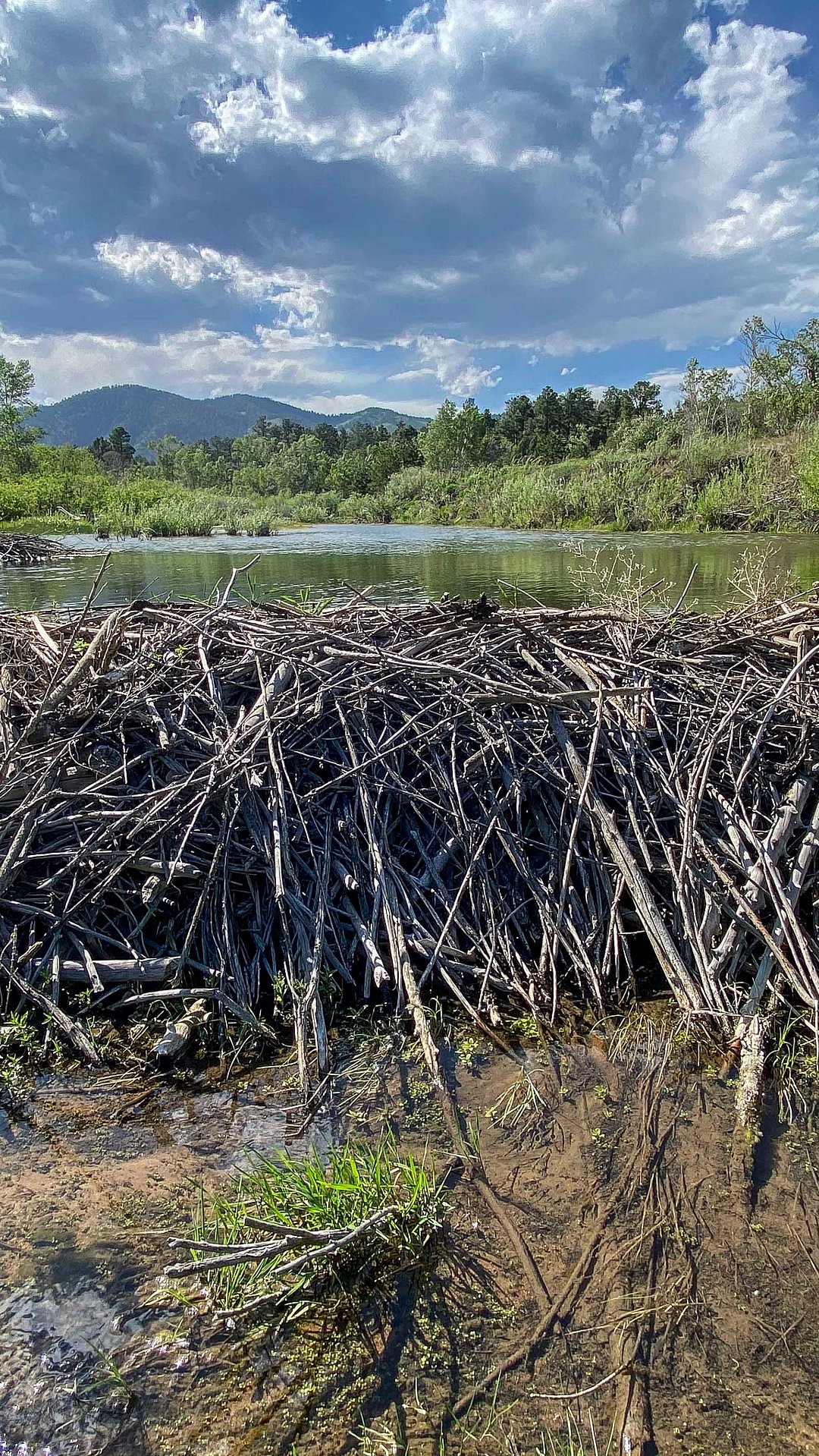A beaver dams on Monument Creek