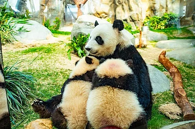 Copyright: 2025 Hong Kong Tourism Board. All rights reserved : Jia Jia (left) and De De (right) with their parent Ying Ying at Ocean Park Hong Kong