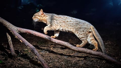 Rusty-spotted cat on a tree branch, among the world’s smallest wild feline species (representational image)