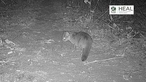 Rusty-spotted cat captured on a camera trap by HEAL in Purulia’s forests