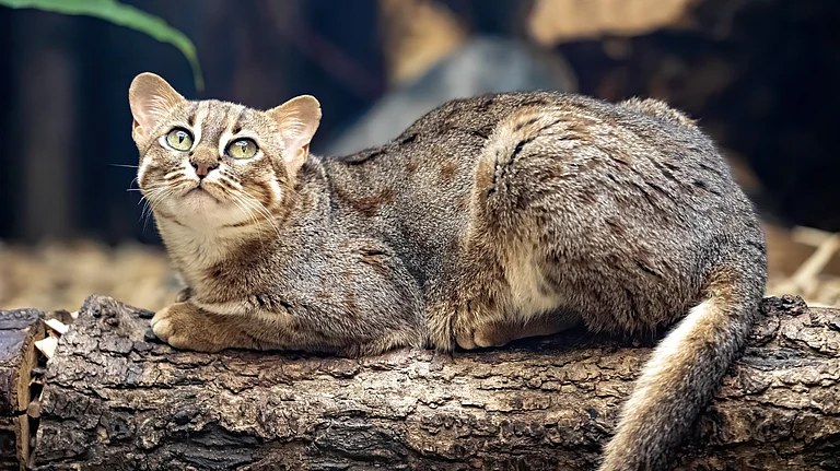 The rusty-spotted cat (Prionailurus rubiginosus) is among the world’s smallest wild felids, found only in India, Sri Lanka, and Nepal (representational image) - Shutterstock